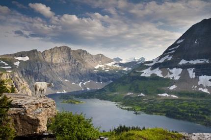 Mountain goat at Glacier National Park, copyright Ian Shive