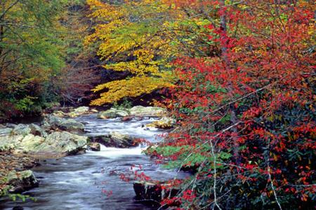 Cataloochee Creek against Fall's vibrant colors.