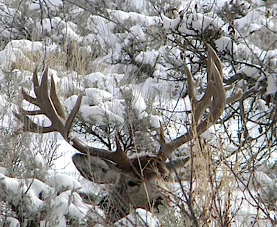 Mule deer buck, Grand Teton National Park