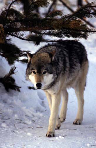 Gray wolf. Kurt Repanshek photo