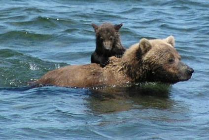 Katmai bears. NPS Photo.