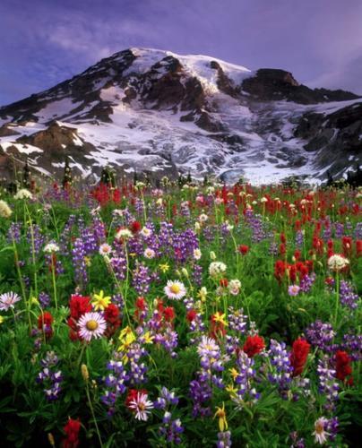 Discover Wildflowers - Mount Rainier National Park (U.S. National Park  Service)