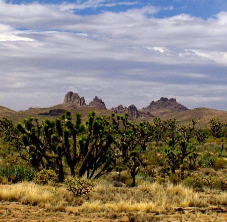 Mojave National Preserve scene.