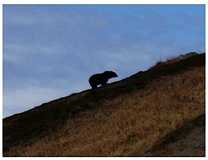 North Cascades grizzly, copyright Joe Sebille