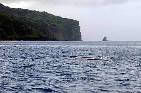 Whale and calf.