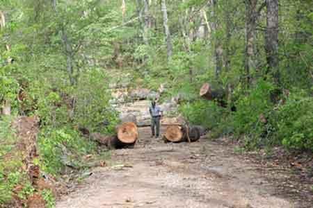 tree blocking road