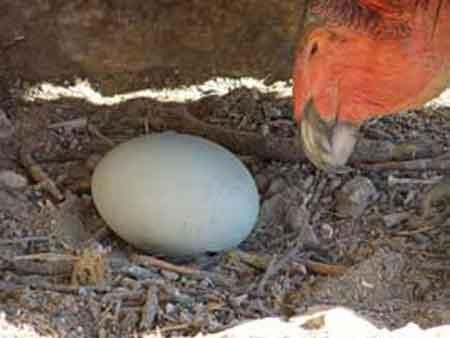 Condor with egg. NPS photo.