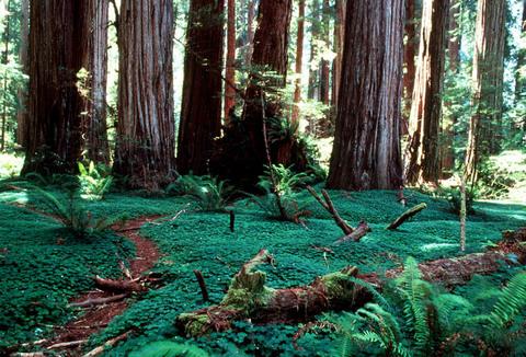 Redwood National Park. NPS photo
