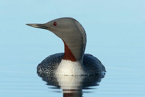 Red-throated Loon, copyright Ashok Khosla.