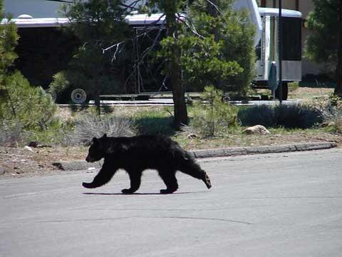 Bear crossing road.