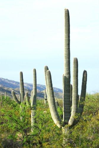 Cactus Forest, copyright Kurt Repanshek