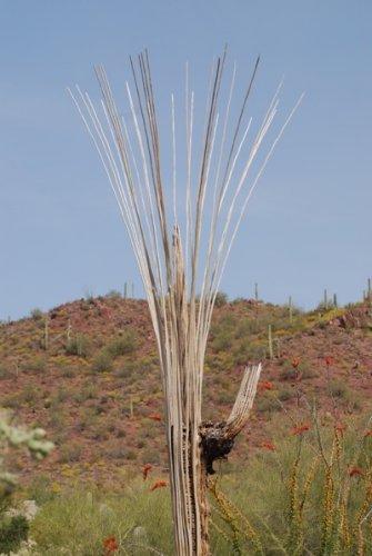 Saguaro skeleton, Saguaro National Park, Kurt Repanshek photo.