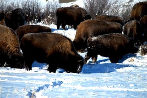 Yellowstone bison, Northern Range, copyright Kurt Repanshek
