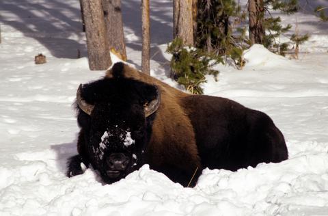 Yellowstone bison, Kurt Repanshek photo.
