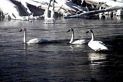 Trumpeter swans, Yellowstone National Park, copyright Kurt Repanshek