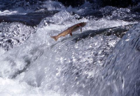 Cutthroat trout, LeHardy Rapids, Yellowstone National Park