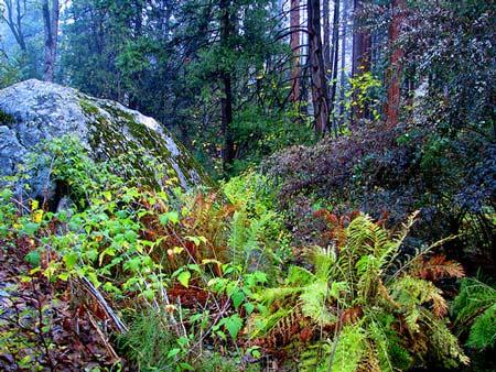 Trees and ferns in Yosemite.