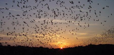 Bat flight.