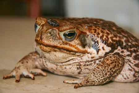 Adult cane toad