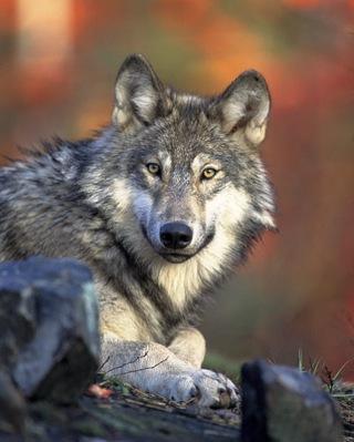 Gray Wolf; USFS Photo, Gary Kramer