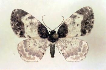 New Moth Species at Great Smoky Mountains National Park; NPS Photo.