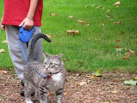 Cat on a leash.