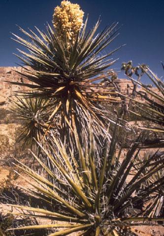 Joshua tree.