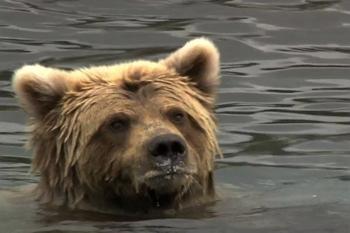 Brown Bear in Katmai Preserve; Daniel Zatz photographer.