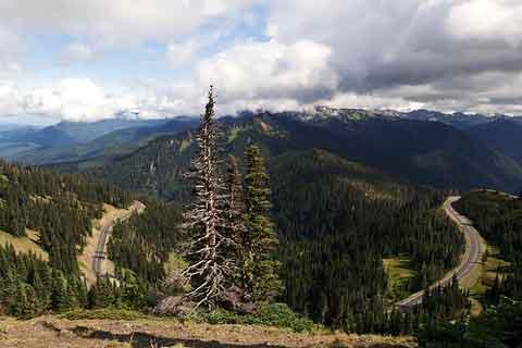 Road to Hurricane Ridge in summer.
