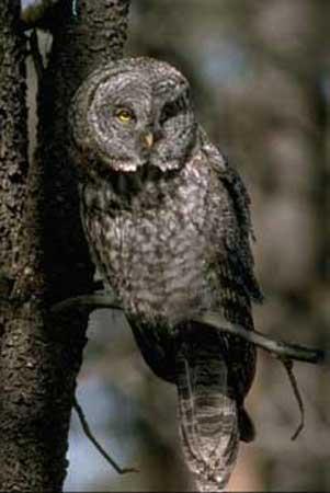 Great gray owl.