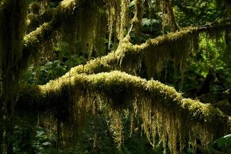 Moss in Olympic National Park; "sometimes drywall" photo via Flickr