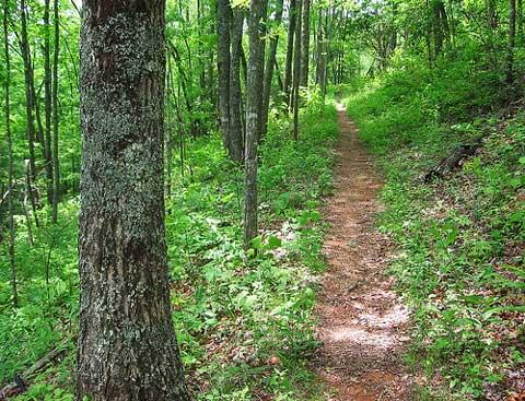 Trail through forest