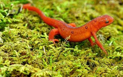 salamander on Grandfather Mountain