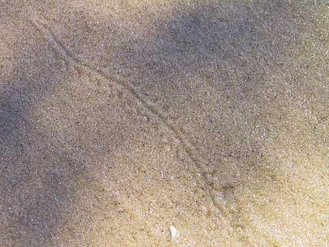 Tracks in sand