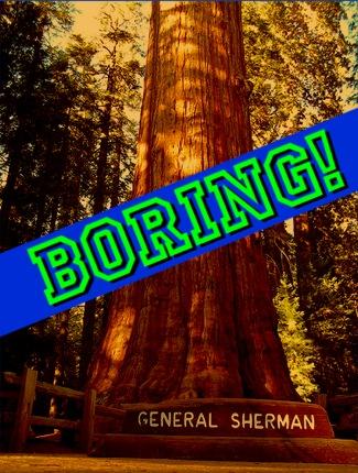 The Boring Woods of Sequoia Kings