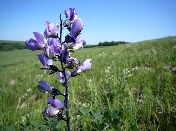 Blue Flower on the Tallgrass Prairie National Preserve