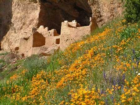 Spring flowers at Tonto National Monument. NPS photo.