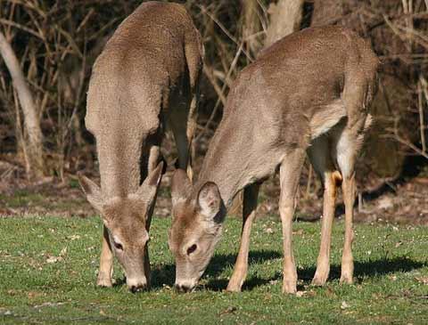 deer