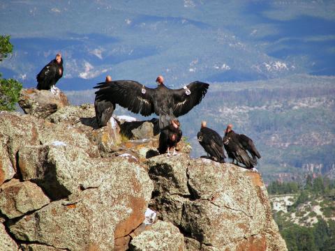 Condors gather at Zion National Park