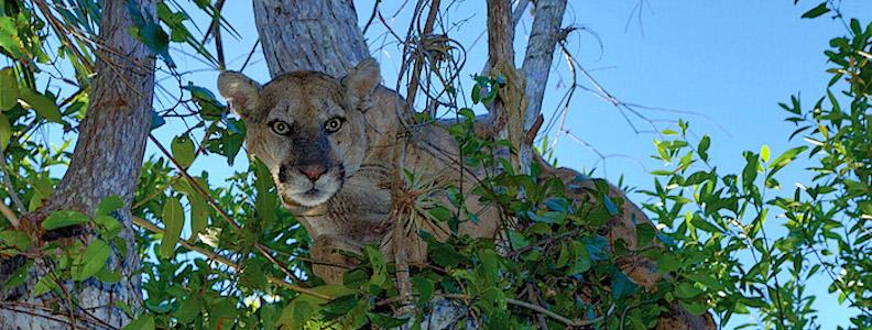 The Florida panther arguably is the most endangered mammalian species in the National Park System/NPS