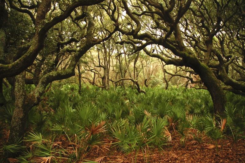 A commercial &quot;spaceport&quot; proposed to be built just west of Cumberland Island National Seashore would send rockets over the seashore and its wilderness/NPS file