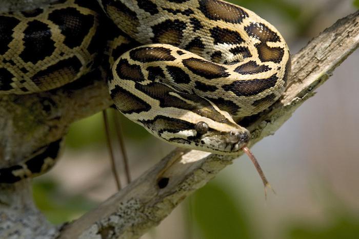 Burmese python in Everglades National Park/NPS