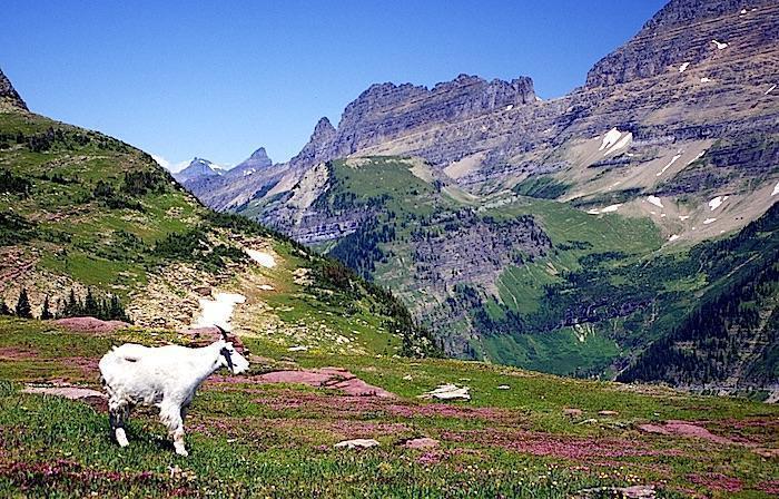 https://www.nationalparkstraveler.org/2018/04/day-park-glacier-bay-national-park Mountain goat at Glacier National Park/Kurt Repanshek