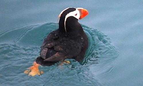 Tufted puffin, Glacier Bay National Park/NPS