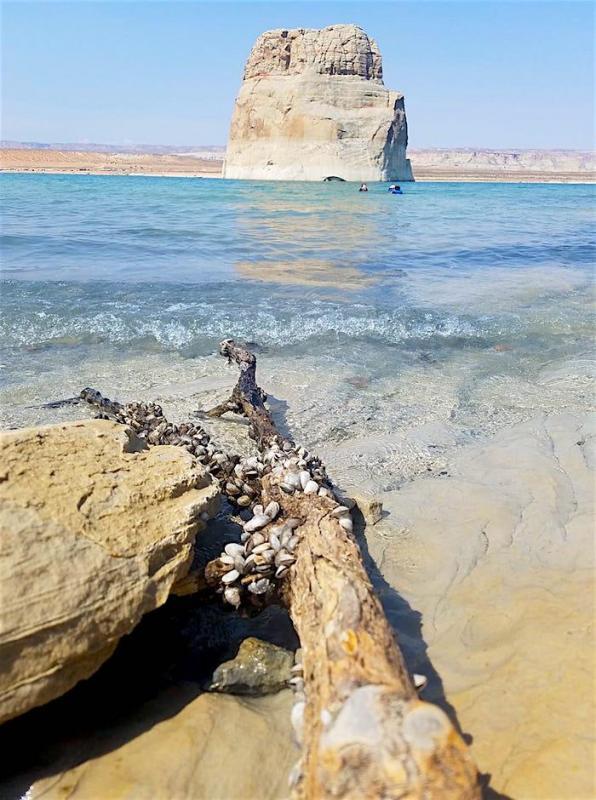 Quagga mussels are impacting the visitor experience at Lake Powell/David Rankin via NPS