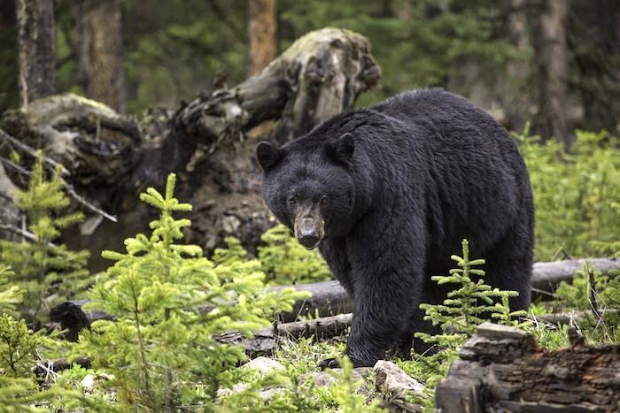 Great Smoky Mountains National Park visitors were cited for feeding peanut butter to a bear/Tennessee Wildlife Resources