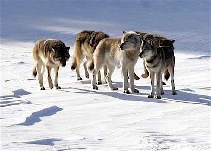 Wolves on Isle Royale National Park/John Vucetich, Michigan Tech University