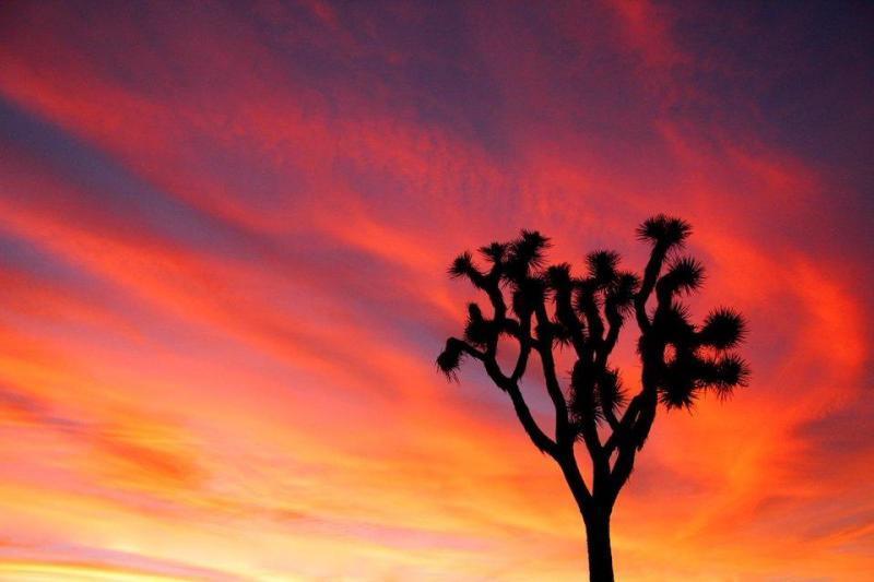 Joshua Trees should gain Endangered Species Act protection court rules/NPS file