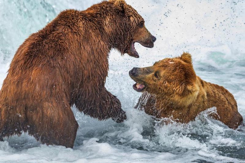 It's going to be a battle for the fattest bear at Katmai National Park and Preserve/Rebecca Latson