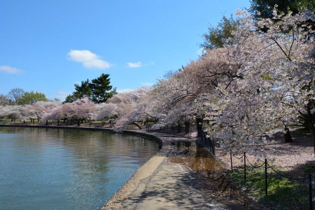 Access to view the cherry blossoms on the National Mall will be limited.